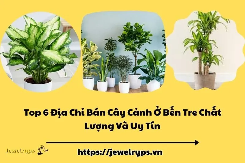 Top 6 Địa Chỉ Bán Cây Cảnh Ở Bến Tre Chất Lượng Và Uy Tín